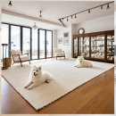 쇼독동물병원 | 다산 말티즈분양 예산별 맞춤 가이드 후회 없는 선택을 위한 모든 것