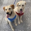 몽이냥이 | 전남 장흥 유기견 보호센터 방문 및 강아지 입양 후기