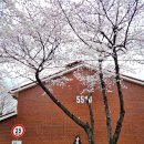 목련어린이공원 | 서울 목련 명소 용산공원 미군부분개방부지 벚꽃 한 번에 실시간 후기