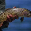 흐르는강물처럼 이미지