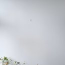 린플라워 이미지