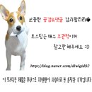나나펫 이미지