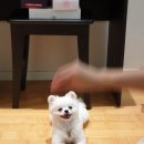 하슬라에코 이미지