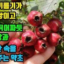 산사나무-혈관벽에 죽처럼 기름기가 쌓이는 죽상동맥경화증을 다스려, 가슴이 쥐어짜듯한 협심통을 치료하며, 심장부정맥치료등 강심작용 탁월, 이미지