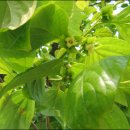 감꽃향기 이미지