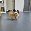 댕바이댕 이미지