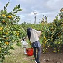 대규농장 | 제주 여행 :: 아기랑 함께한 감귤따기 체험 "서귀포 행복한농원" 가을 제주 가족여행코스 감귤농장체험