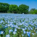 공원플라워 이미지