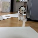 호텔스컴도그 화명점 이미지