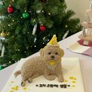 펫티시에 이미지