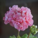 엔젤드림 이미지