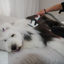 Idogcare 이미지