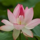 연꽃세상 이미지