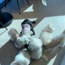 피터펫 애견카페 부산북구점 이미지