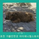 포천대신동물병원 | 포천 가볼만한곳 마이애니멀스토리 in 평강랜드에서 보기 드문 동물들과 교감하기