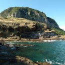 제주 산방산 암벽식물지대 이미지