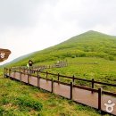 곰배령 꽃길 이미지