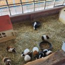 강릉아기동물농장 이미지