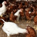 흘미농장 이미지