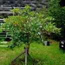 집에 피는 41번째 상록활엽수 : 후피향나무 이미지