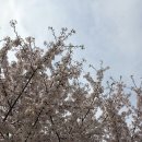 늘솔길근린공원양떼목장 | [인천 아기랑 갈만한곳 추천] - 늘솔길공원 양떼목장 (평일 4월 오후 2시 방문) / 주차공간 적음 / 텐트...