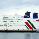 카멜리아 이미지