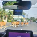 뽑기명당 | 푸꾸옥 빈펄사파리 VIP 투어 뽕 뽑기: 가격부터 명당자리, 동물 먹이주기 순서까지(두돌 아기랑)