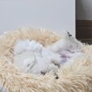 화명동 애견미용 강아지 유치원 하이그룸 이미지