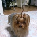 뿔난강아지 이미지