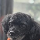 강아지 마법사 골드맘 이미지