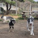 드림애견학교 이미지