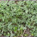 쑥 [Artemisia princeps var. orientalis]:국화과(菊花科 Asteraceae)에 속하는 다년생초 이미지