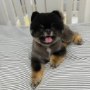 거창하개 이미지