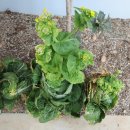 둥지식당 이미지