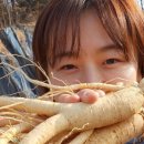 금산인삼만물
