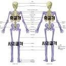 화곡역 까치탁구 동호회 인체의 신비 완성품, 뼈 206, 근육700, 5장 6부 탁구로 합체, 이미지