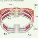 왼쪽 갈비뼈 아래 통증 유발하는 원인 10가지 이미지