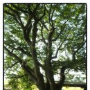 차평1리 이미지