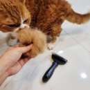 데일리펫 위드독스 | 독스랩 디디브러쉬 털갈이 빗, 강아지 고양이 털 관리