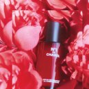 까멜리아 이미지