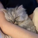 노모어피자 공덕점 이미지