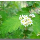 서광사 밧데리 이미지