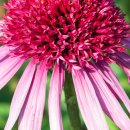 스쿱(SCOOP) 이미지