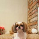 단비애견 미용실 이미지