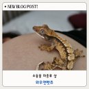 대구파충류샵 와우펫앤쥬 도마뱀 분양 후기!소동물도 한곳에