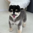 올펫살롱 이미지