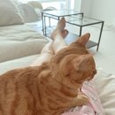 힉힉호무리 | [7월] 힉힉호무리의 외출