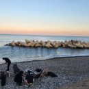 스테이 델라마레 이미지