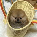 포포메 | 쌍용동강아지무료분양 포메라니안