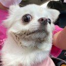 행복한개 이미지